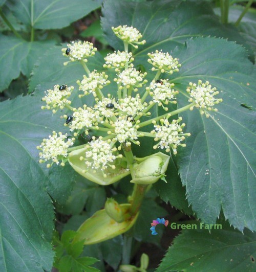 50 Seeds Angelica Keiskei Ashitaba Tomorrow's Leaf Koidzumi Organic Medical Herb