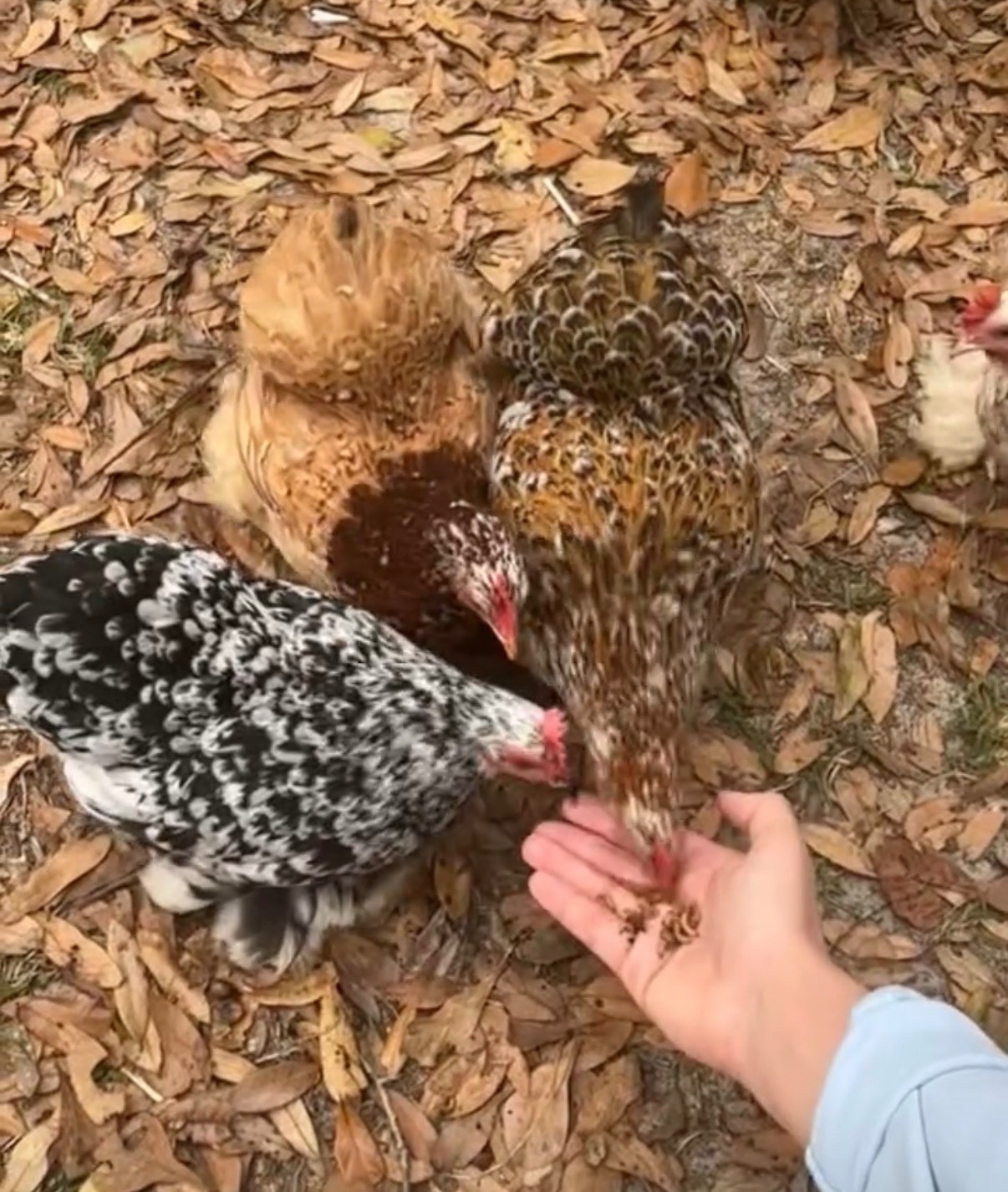 6+ Calico Cochin Bantam Hatching Eggs! 🐥