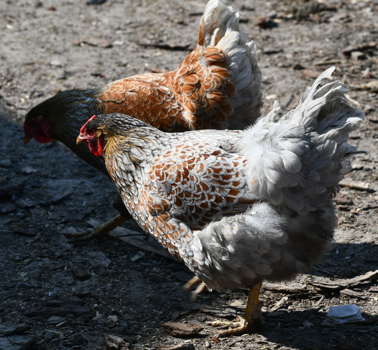 10 Fertile Blue-laced Red Wyandotte eggs