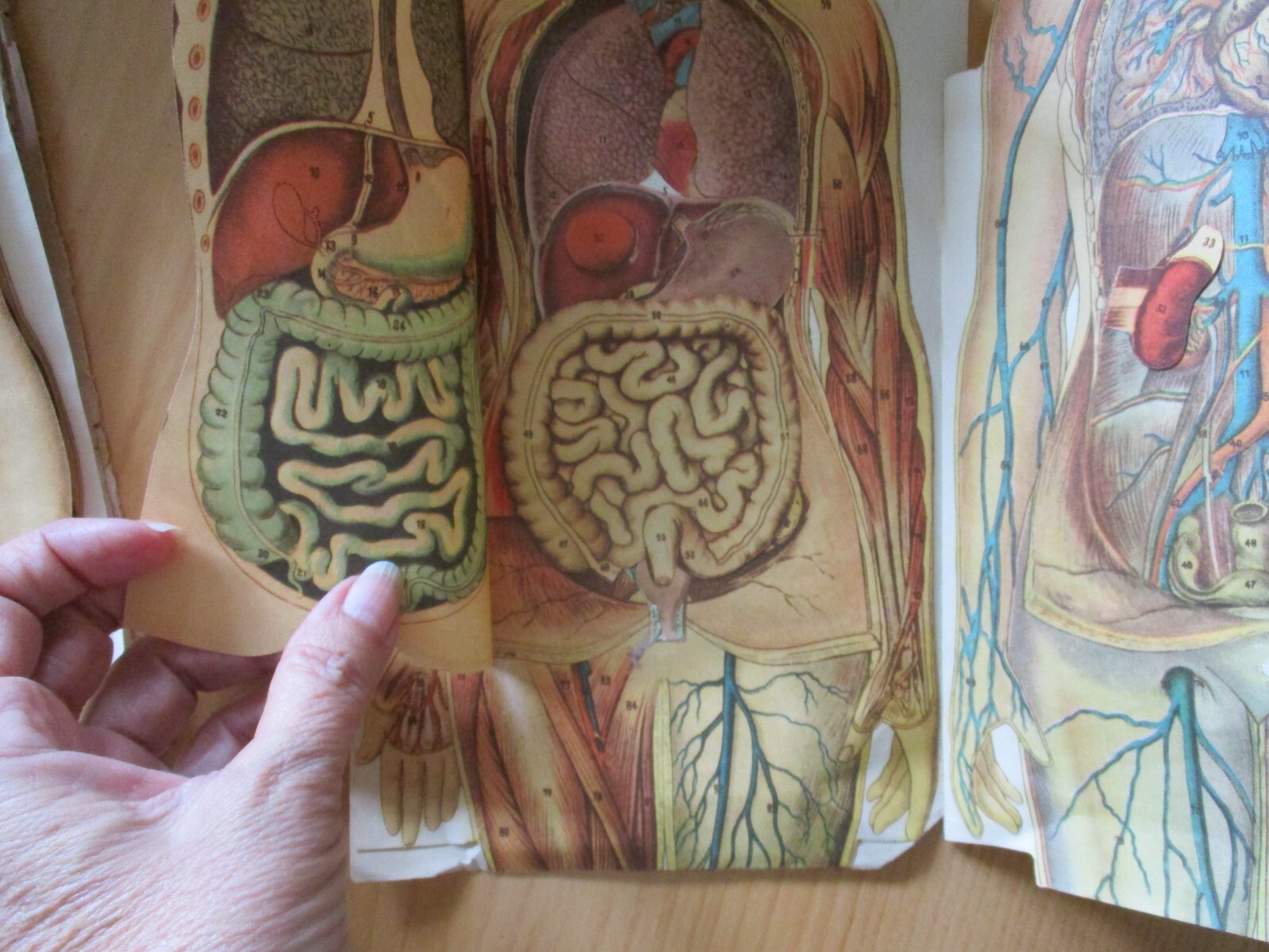 Vintage Anatomical Sectional Models Flip Charts Mankins