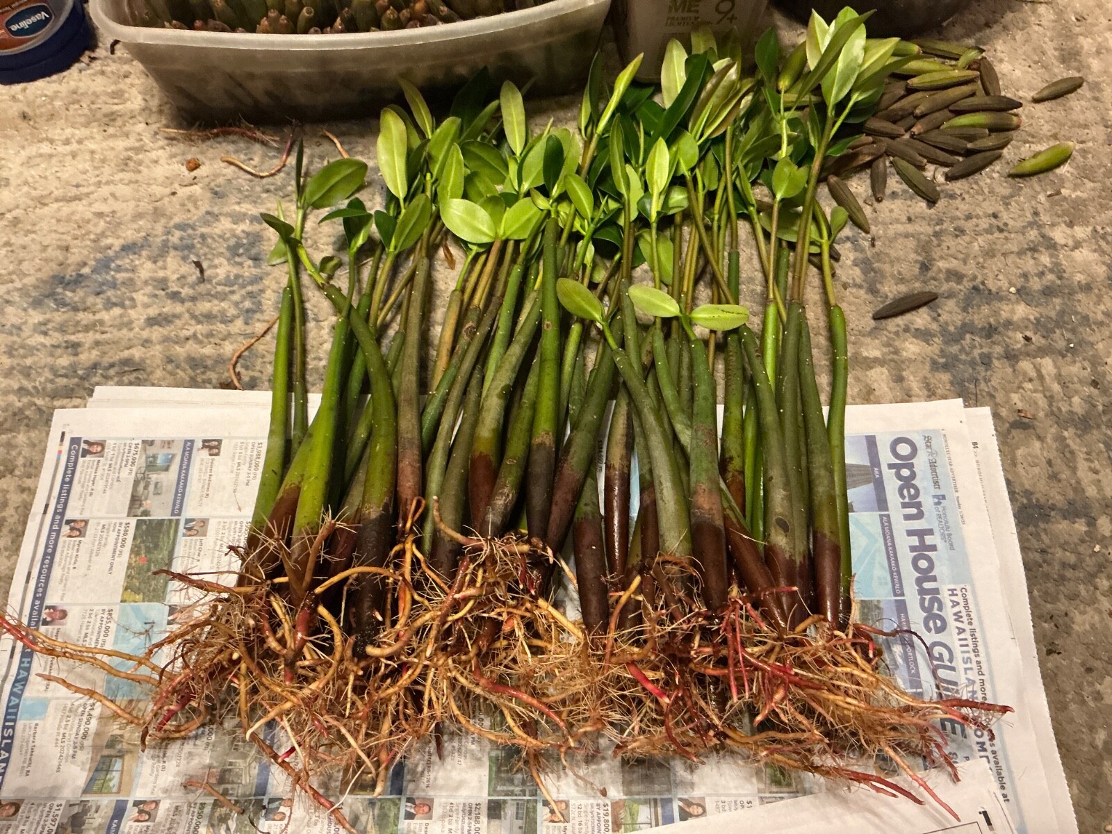 *1 red  mangrove*AQUARIUM FISH PLANTS*15 inches each*