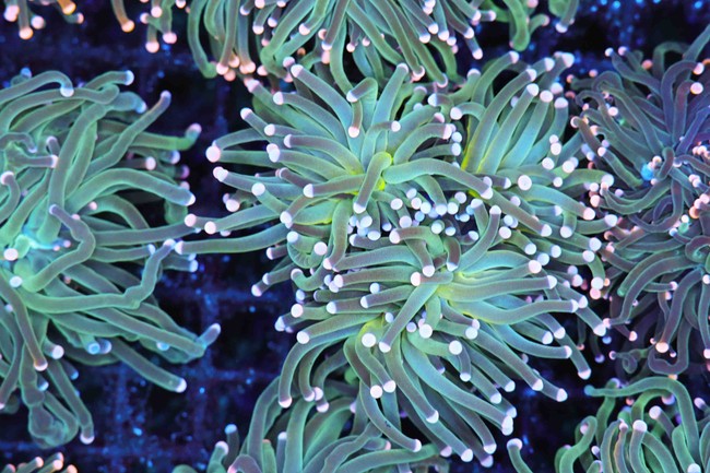 Teal Blue Torch Coral - SAQ Coral Farm