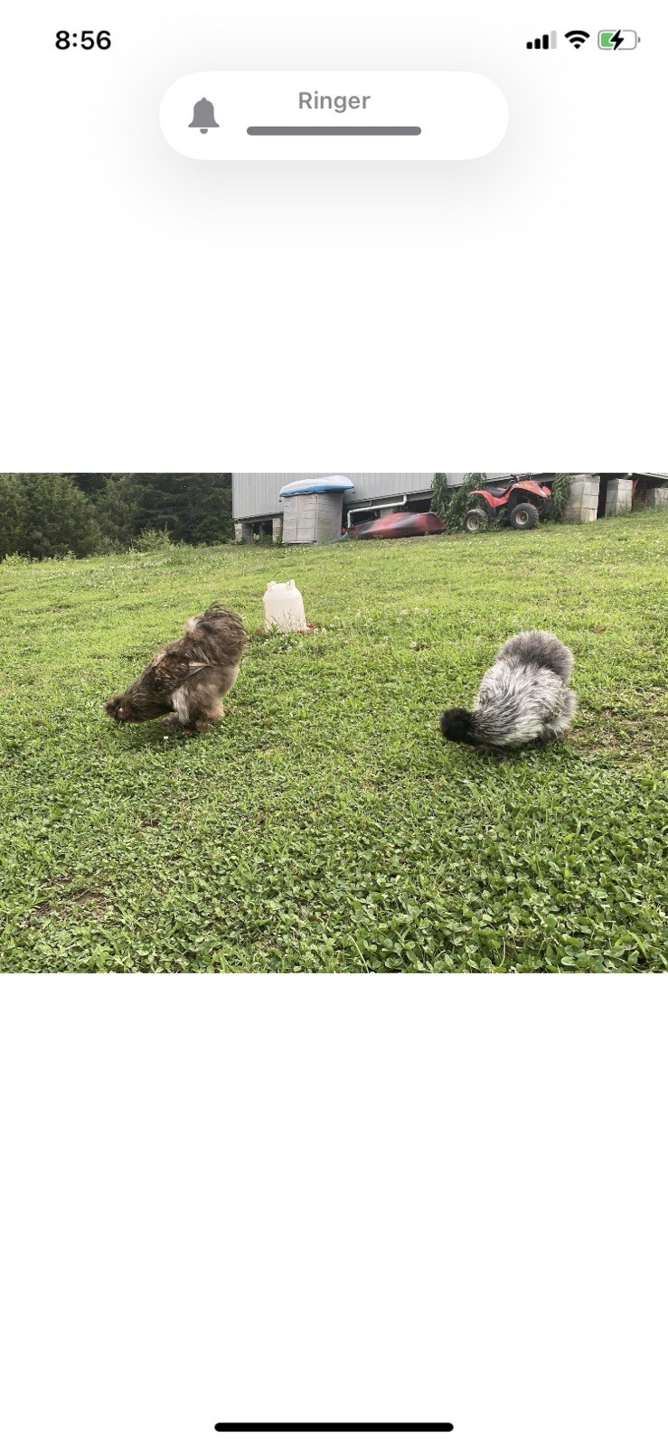 24 Bearded Silkie Hatching Eggs