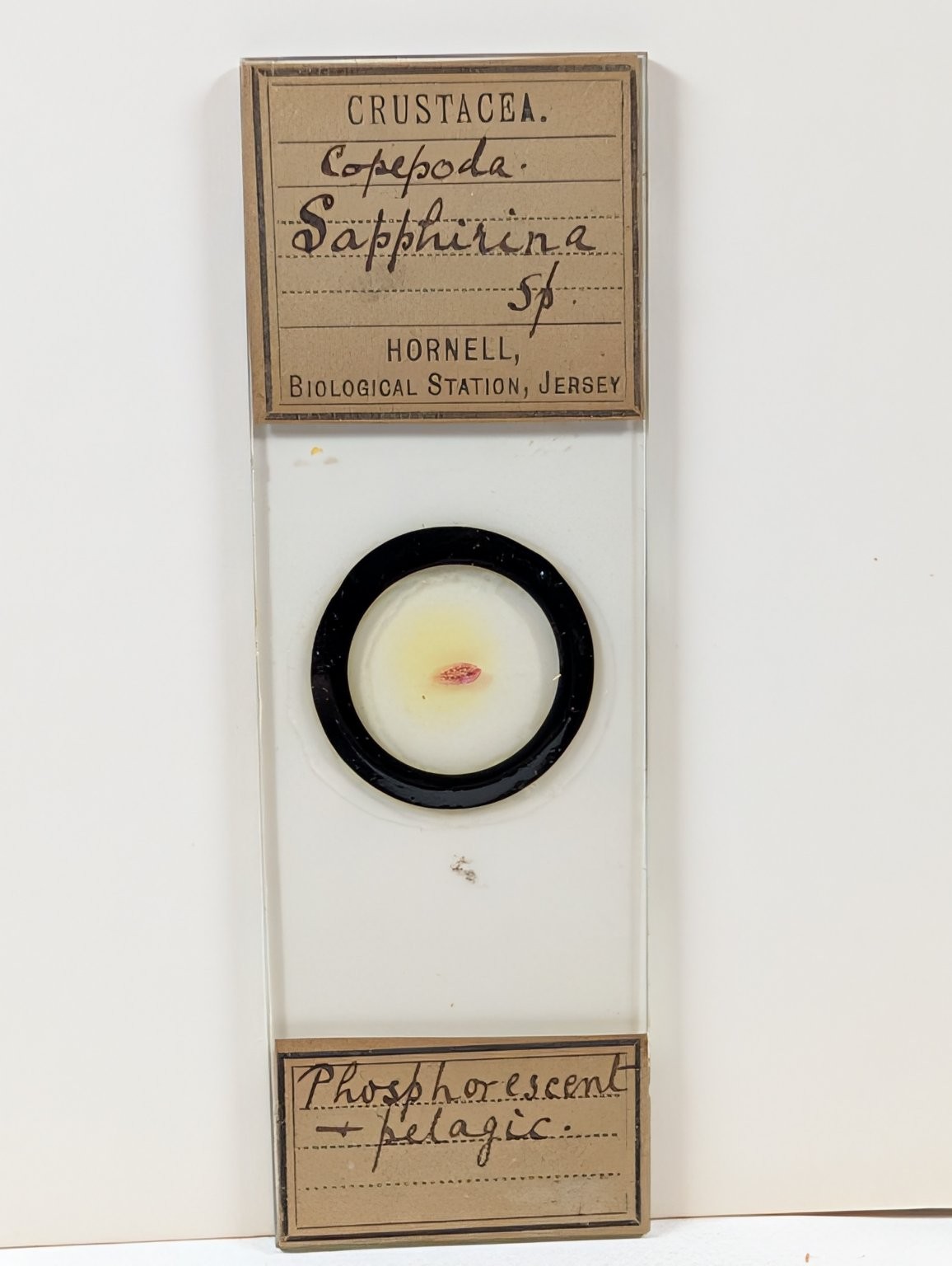 Vintage Hornell Biological Station Copepoda Sapphirina Microscope Slide Wet