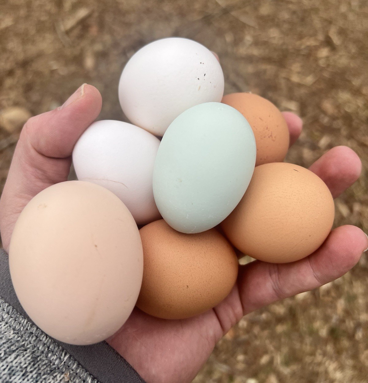 BYM Hatching Eggs - includes rare species like German Deathlayers and BCM