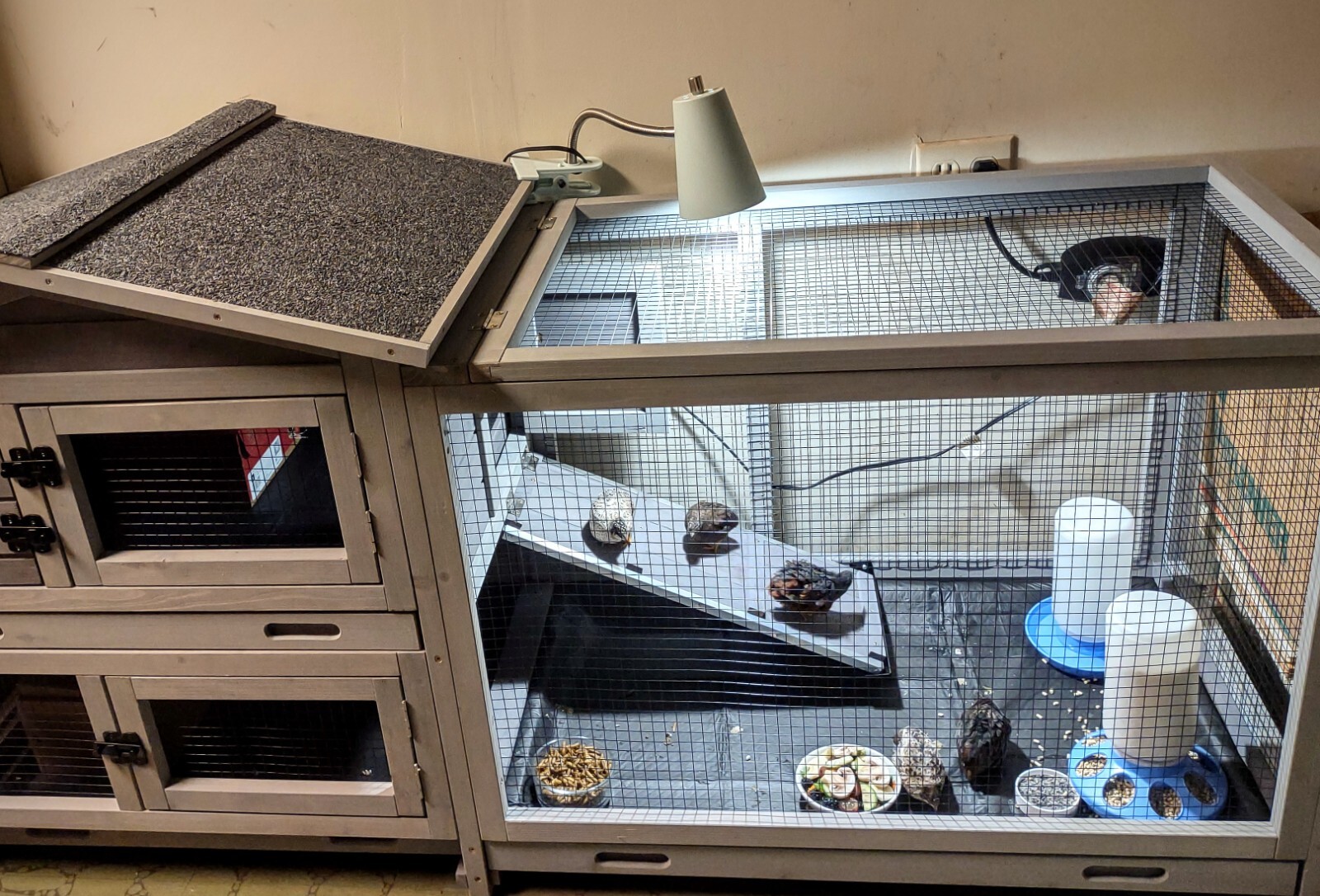 12 Fresh Organically Raised Button Quail Fertile Hatching Eggs Shipped Securely