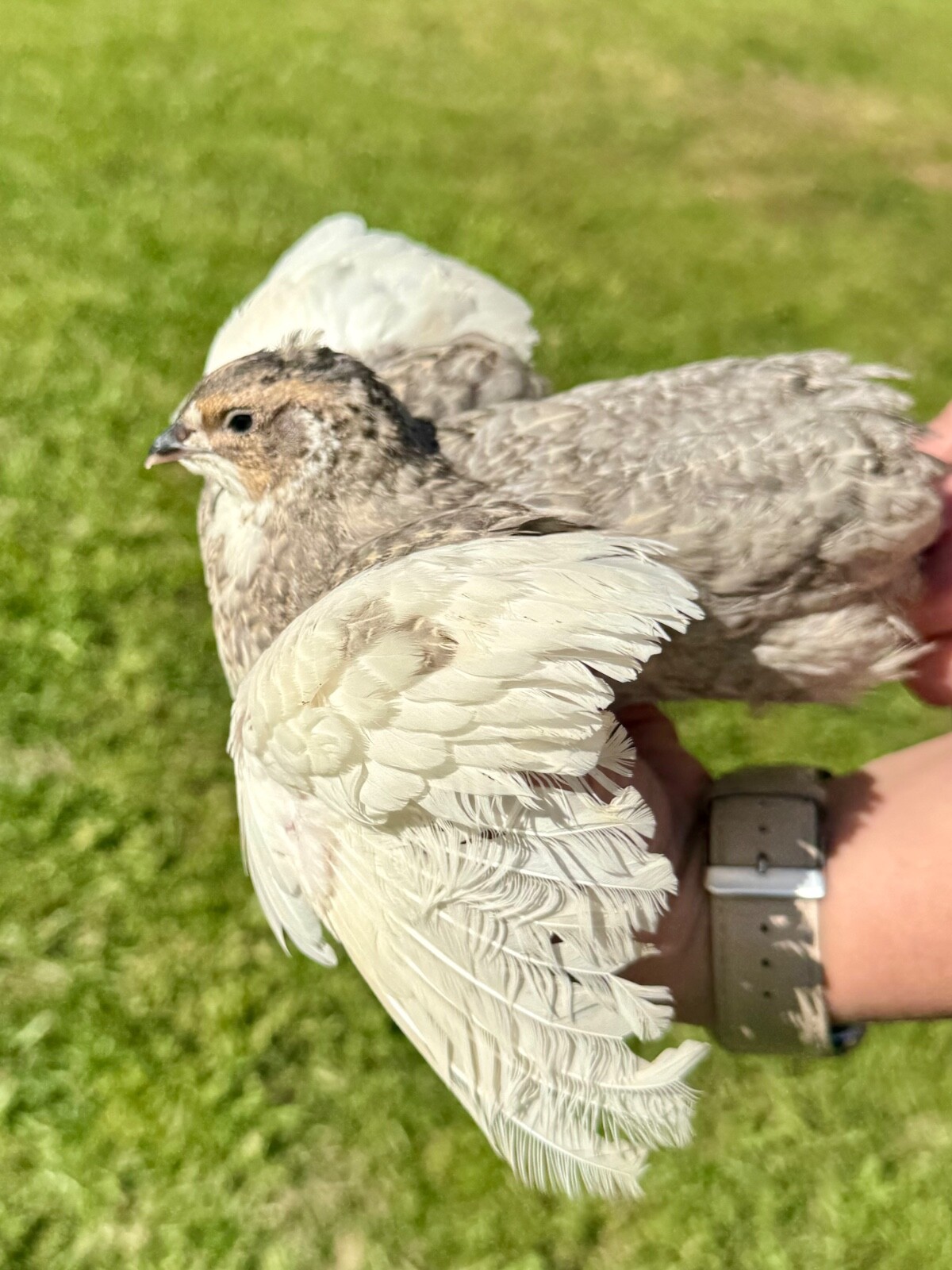 50+ RARE COLORS Coturnix Quail Hatching Eggs NPIP AI Free