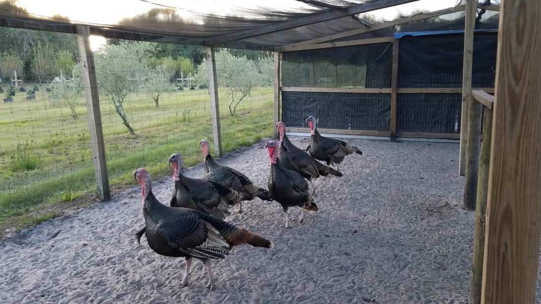 Turkey Hatching Eggs (One Dozen)