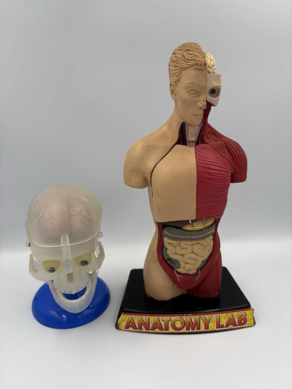 VTG Human Torso Organ Anatomy Oddity Anatomical Torso Model, Skull Model, TLC*