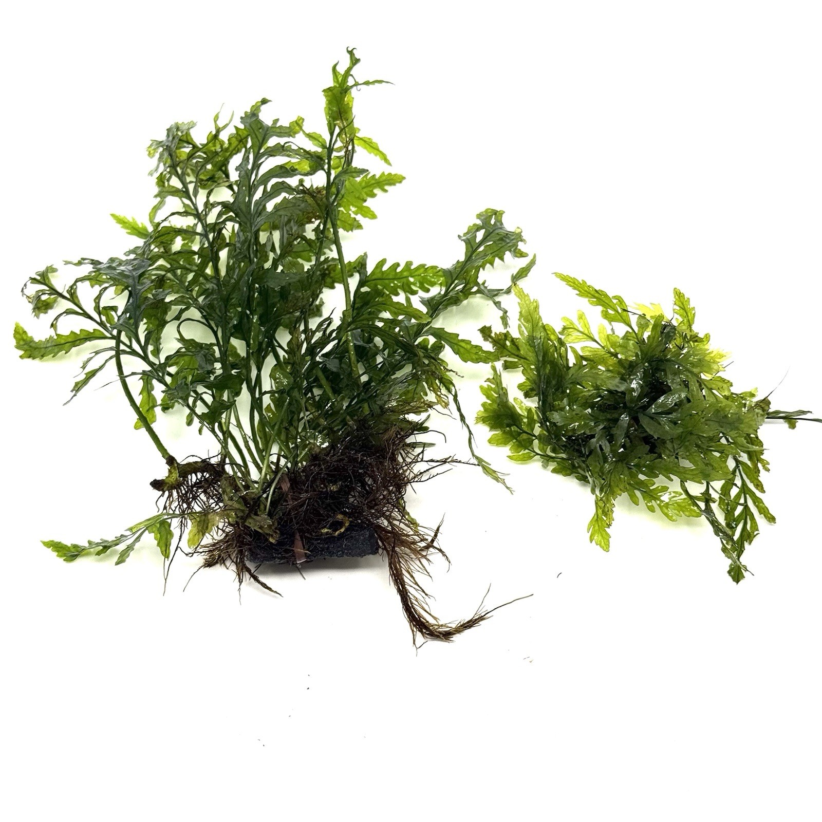 Bolbitis Heudelotii ( African Fern, 1 big & 1 small  15+ submerged leaves set)