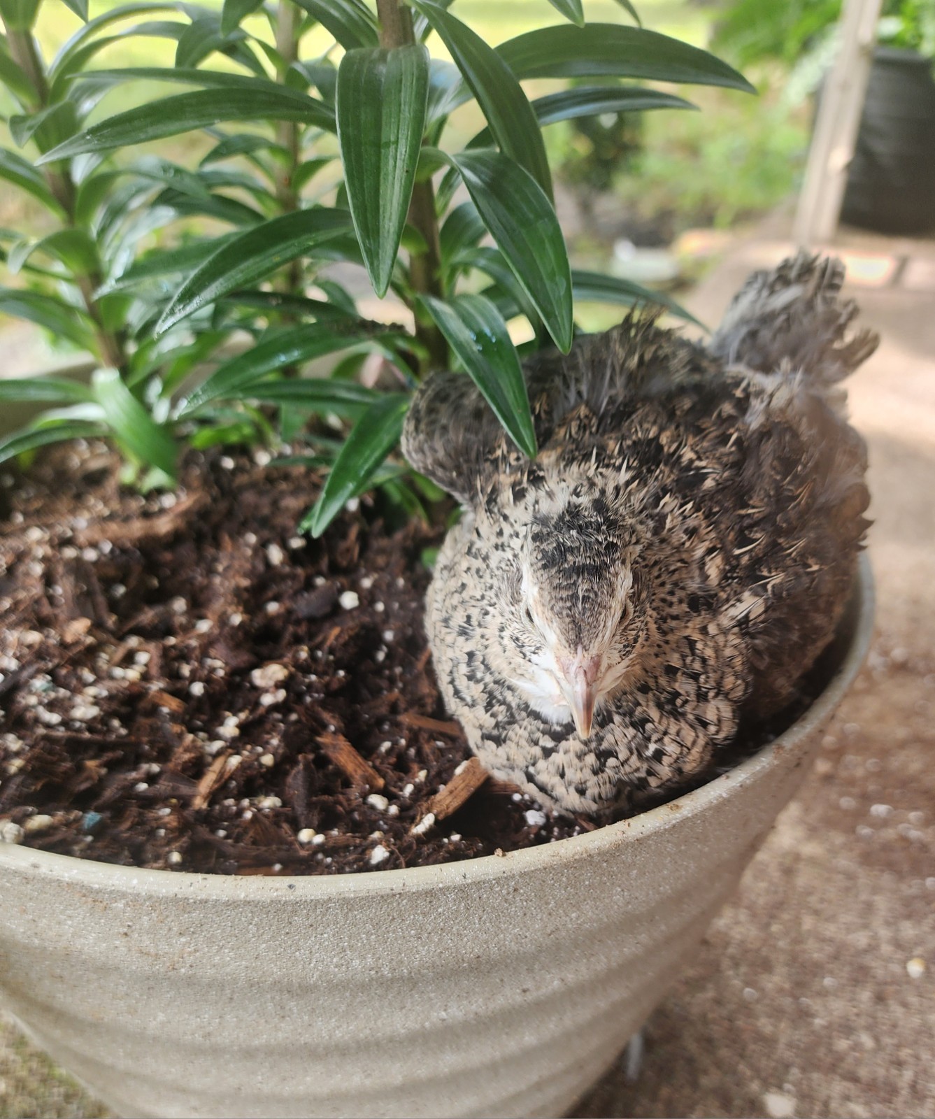 200+10 Celadon Coturnix Quail Hatching Eggs