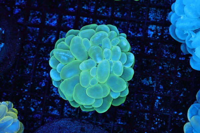 Green Bubble Coral WYSIWYG - SAQ Coral Farm