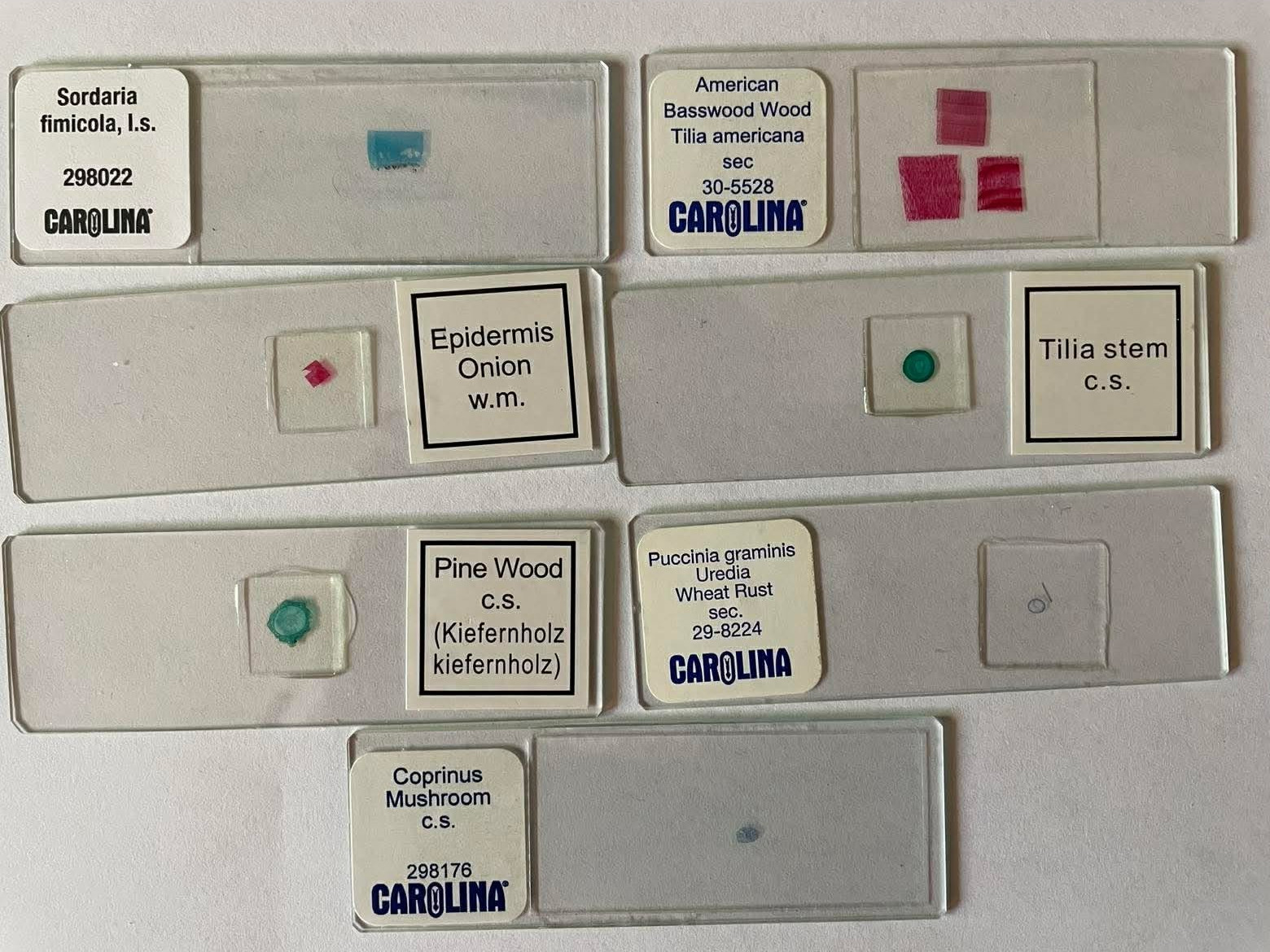 Prepared PLANT and FUNGUS Microscope Slides, Great for Homeschool