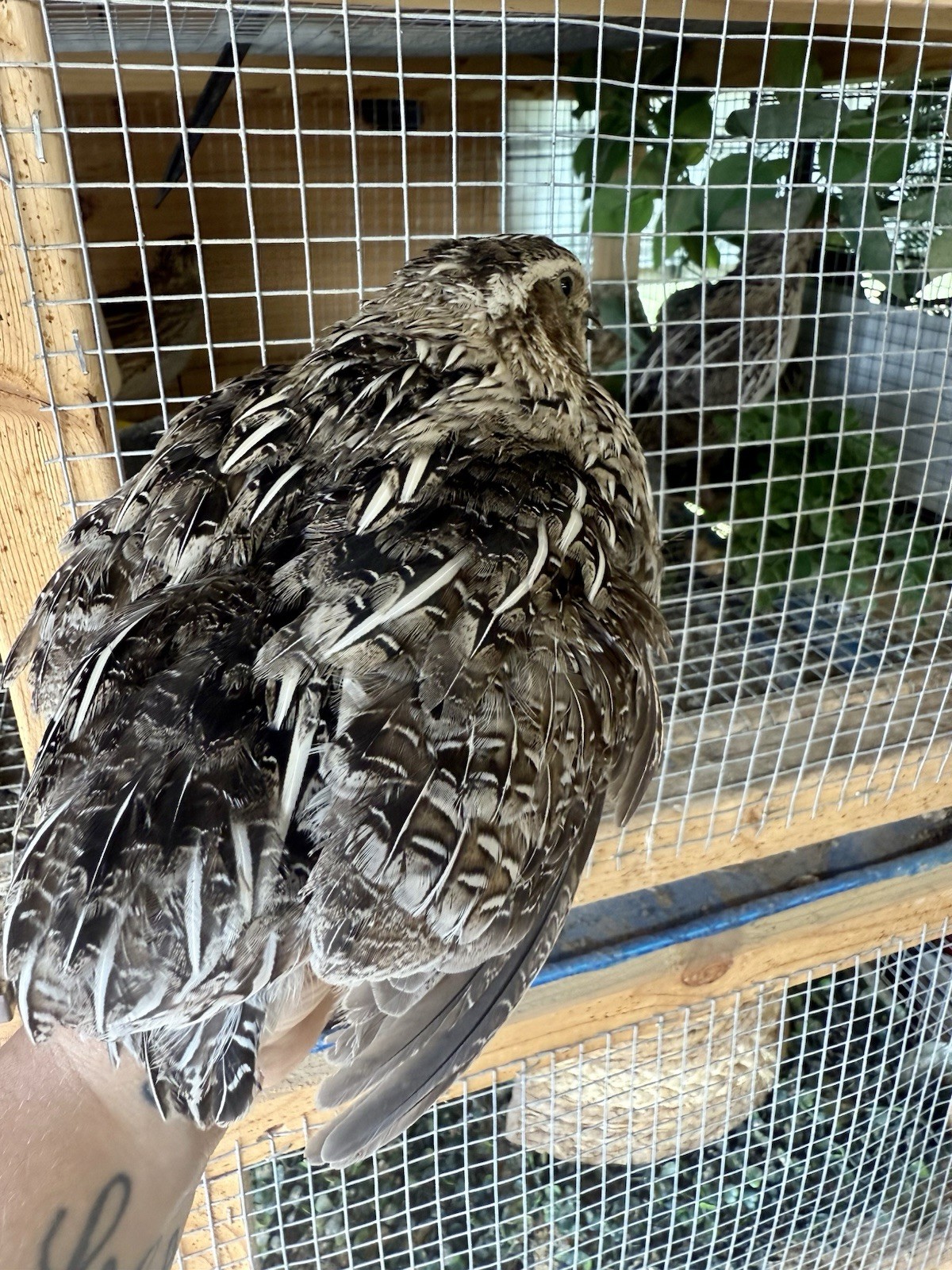 30 Rare Colors -Jumbo Coturnix Quail hatching eggs