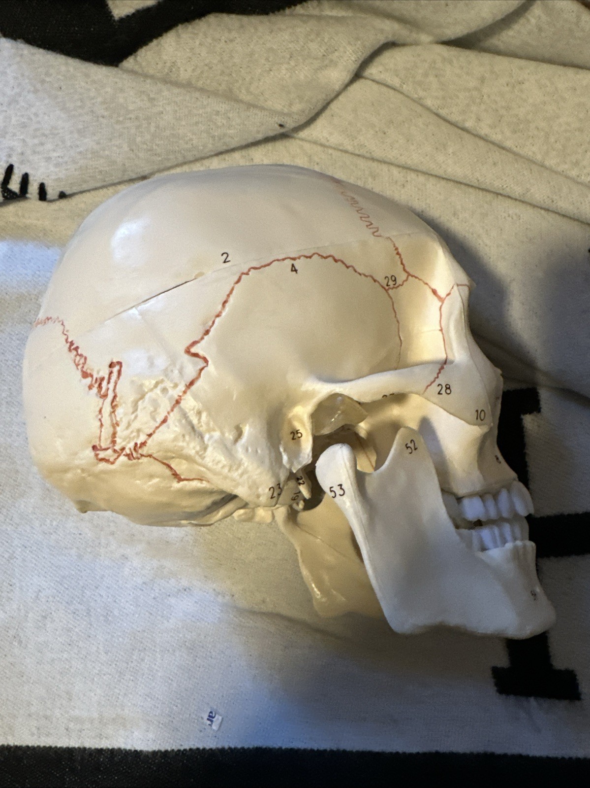 Human Skull Model