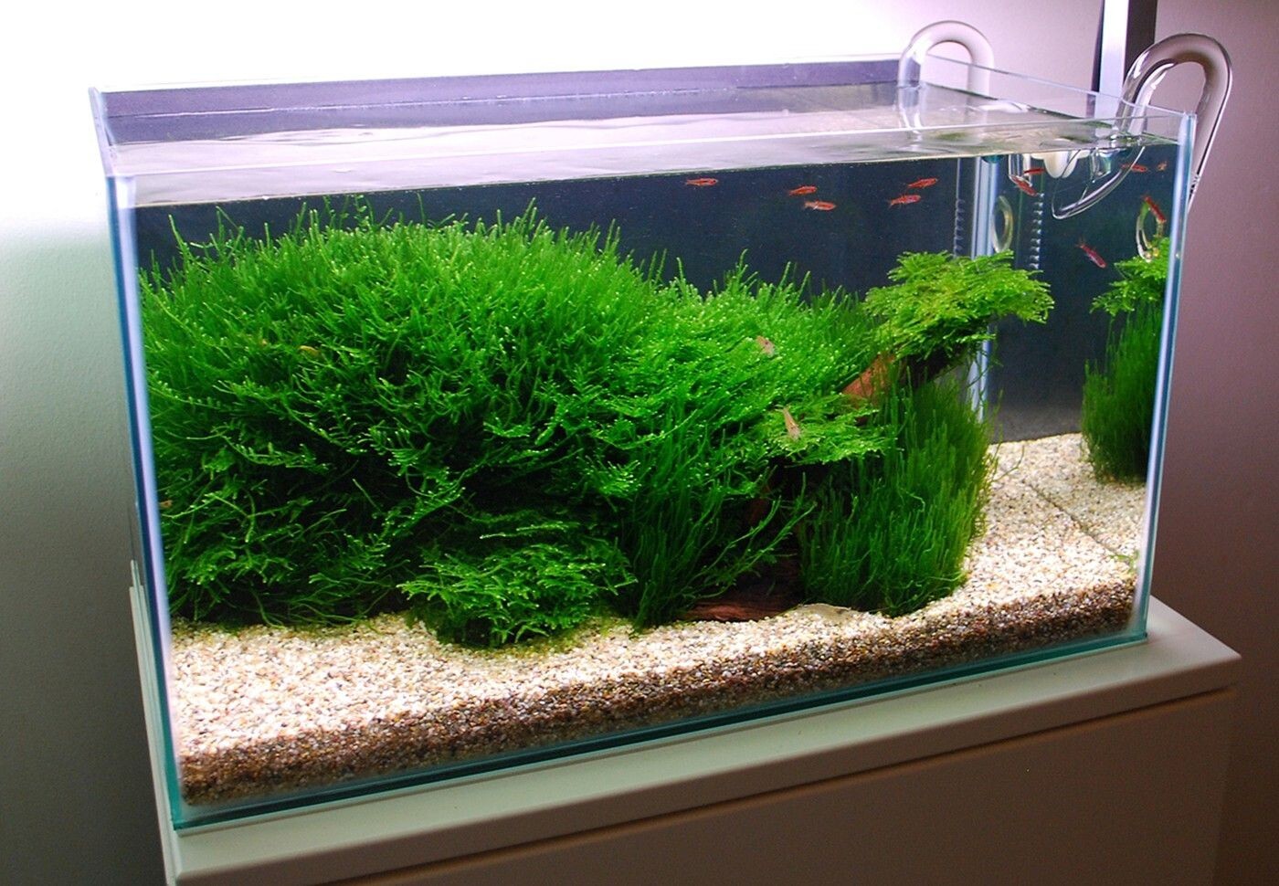 Java Moss / Christmas Moss (20 grams or .70 oz)
