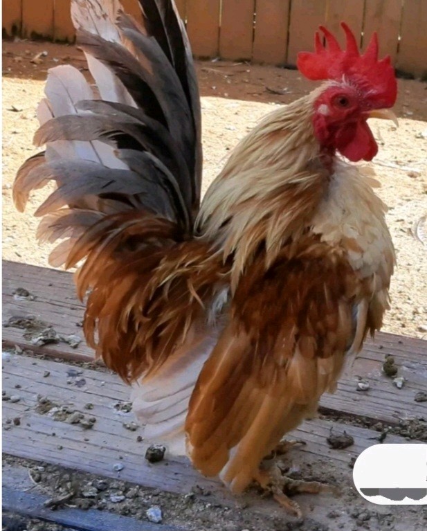 4+AI NPIP Clean Serama Hatching Eggs, Micro, A & B Types / Malay/Trad