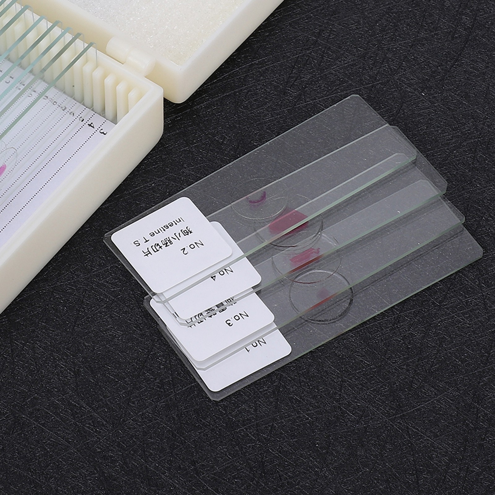 25Pcs Animal Slides Microscope Sample Slides For Science Education Popular
