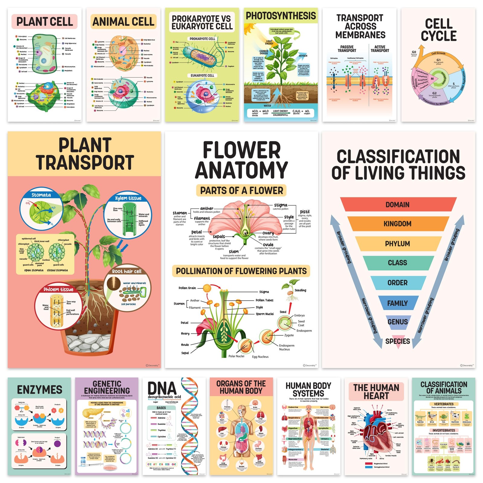 16 Biology Posters for Classroom, 11x17in Matte-Laminated Educational Biology