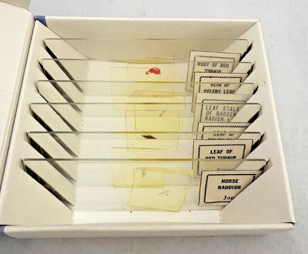 Vintage - PERFECT - Prepared Specimen Slides - Microscope - Sections Vegetables