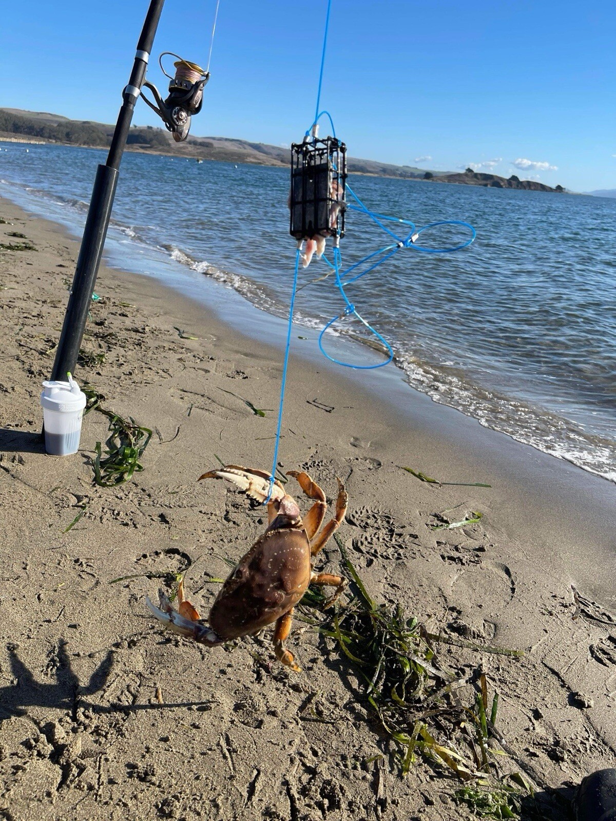 5 crab snares No Weight