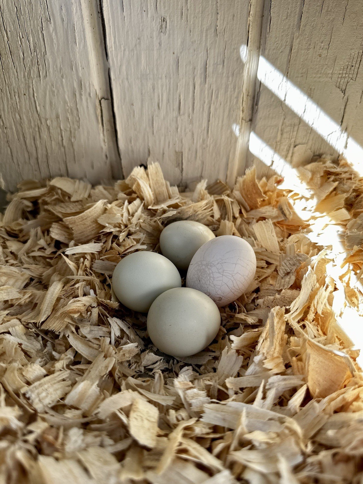 6+ Bantam Cochin Hatching Eggs, Calico, Frizzle, Splash