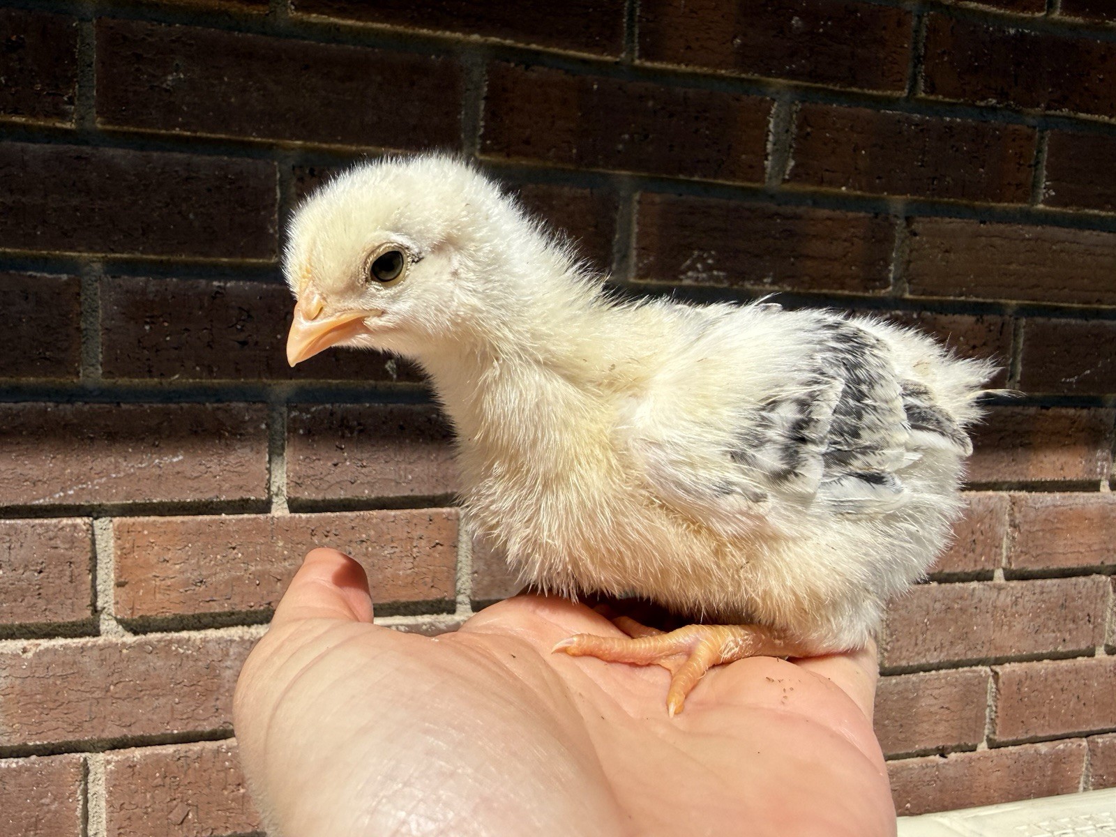 18 Count Fertilized Barnyard Mix Assortment Chicken Hatching Eggs