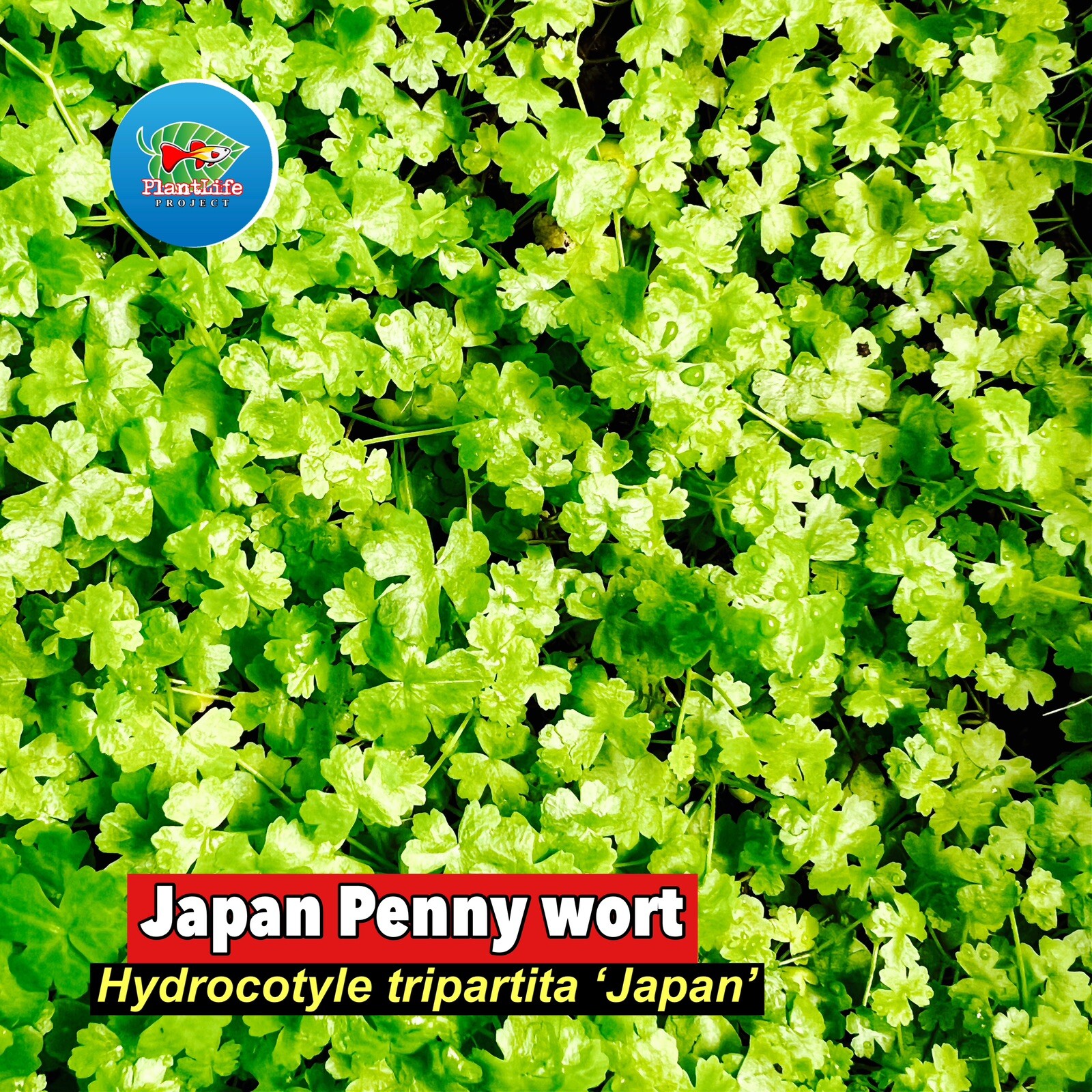 Hydrocotyle tripartita Sp.  Japan Live Aquarium/Terrarium plants-2 Large Clumps