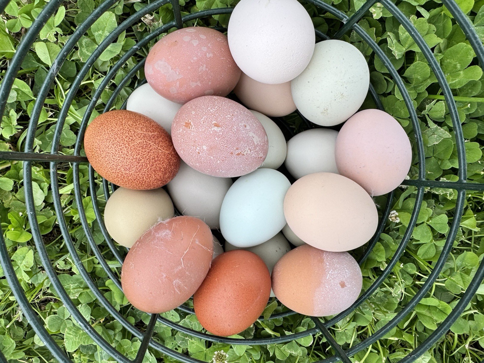 12+ Rainbow Chicken Hatching Assortment Ameraucana, Faverolles, Marans, EE / OE