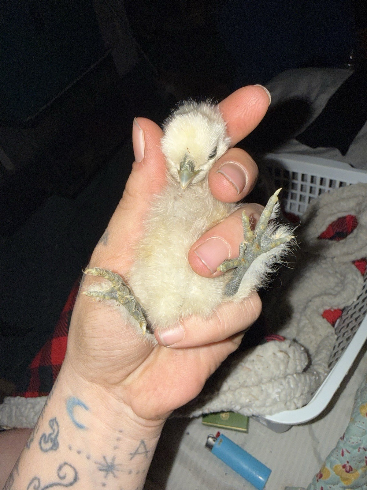 1 Dozen BYM Hatching Eggs, Possibility Of Pure Breeds, NICE BREEDS!!!