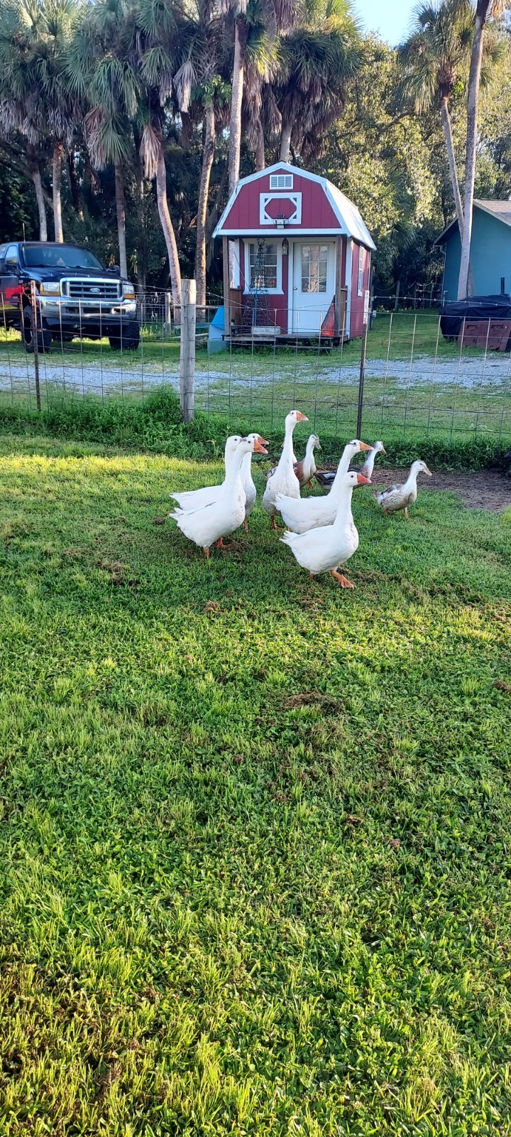 10 plus Silver Appleyard hatching duck eggs