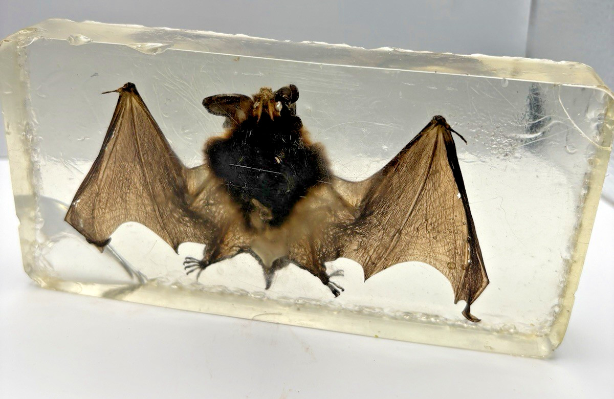 Real Bat In Resin Block Bat Oddities Weird Strange Odd Creepy Bizarre Mystical