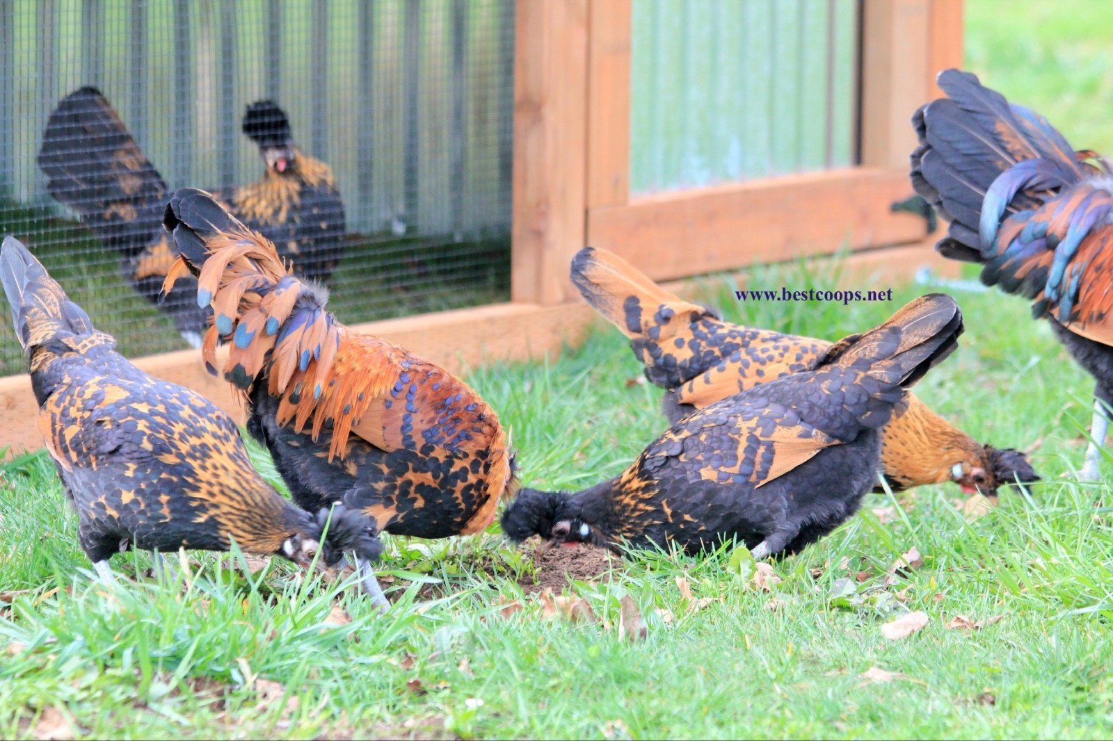6+ Gold Appenzeller Chicken Hatching Eggs