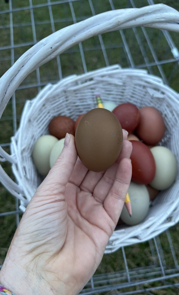 12+ Multigeneration Olive Egger Hatching Eggs Heavy Blooms/Speckles F1, BC1, BC2