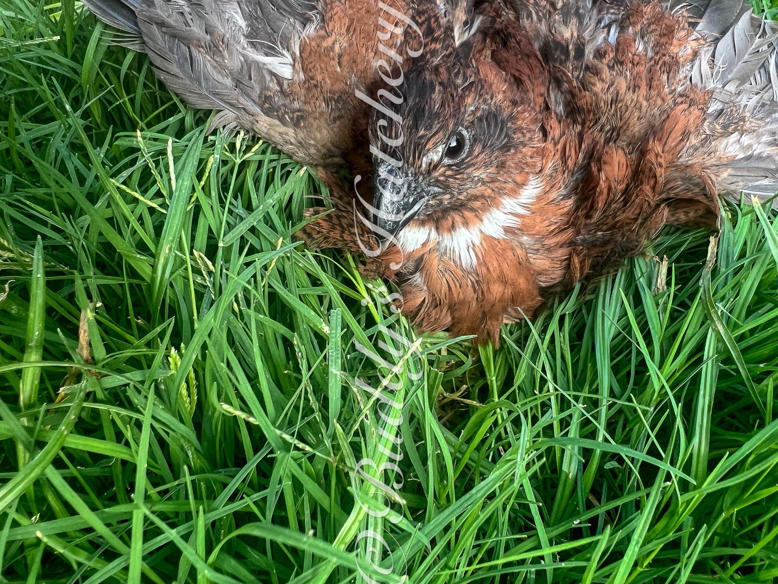 180 Tennessee Red Bob White Quail Hatching Eggs 15doz