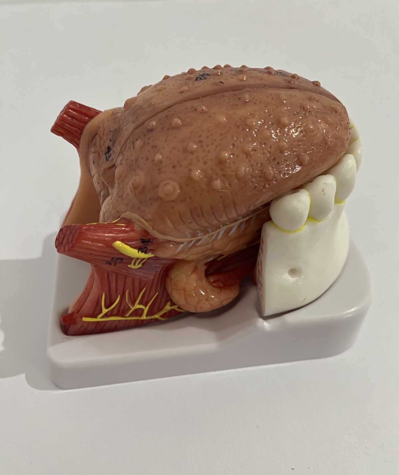 Human  Tongue and Lower Jaw Model - Medical Anatomical Throat Model