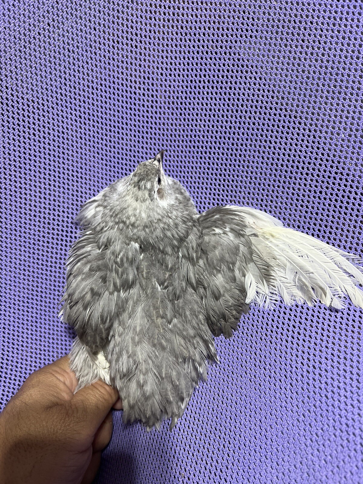12 Mix Andalusian Coturnix Quail Hatching Eggs
