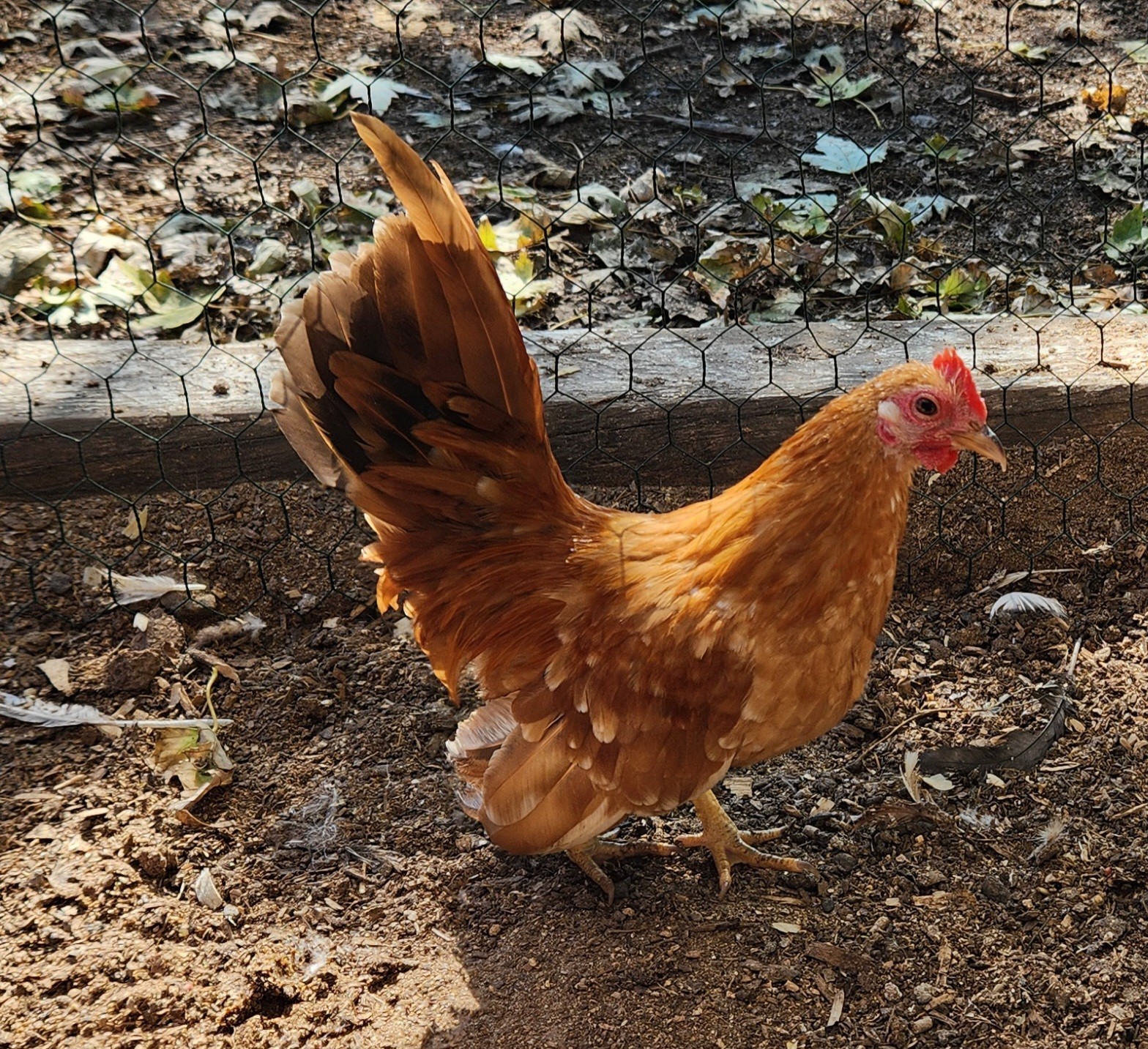 10++ Fertile Show Quality Serama Chicken Hatching Eggs