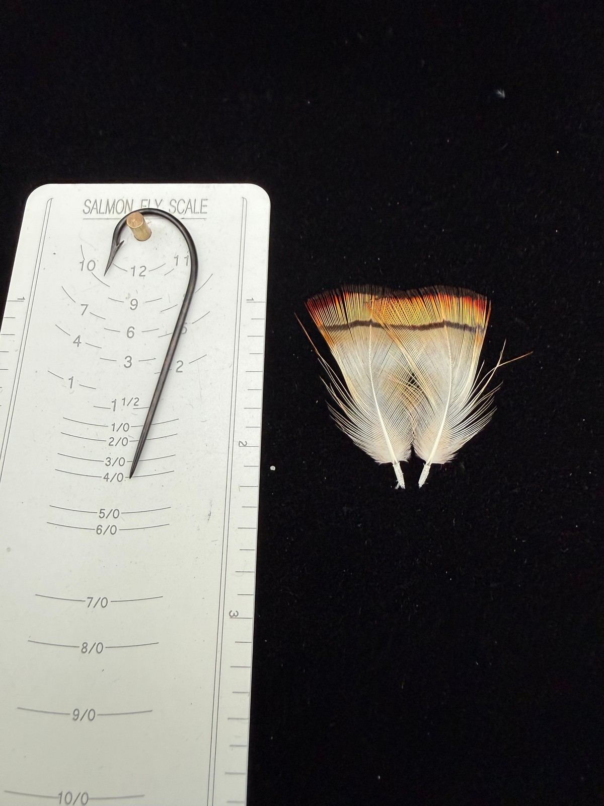 Splash Golden Pheasant Tippets RARE RARE