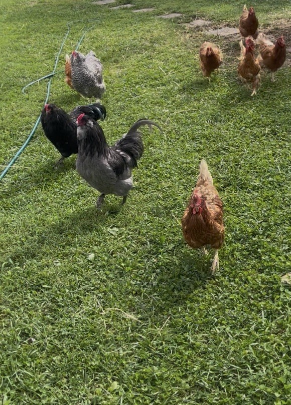 6 fertile hatching chicken eggs - Beautiful Barnyard Mix