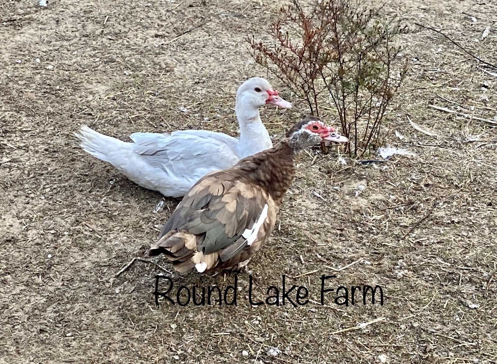 3+ Fertile Duck Hatching Eggs Barnyard Mix