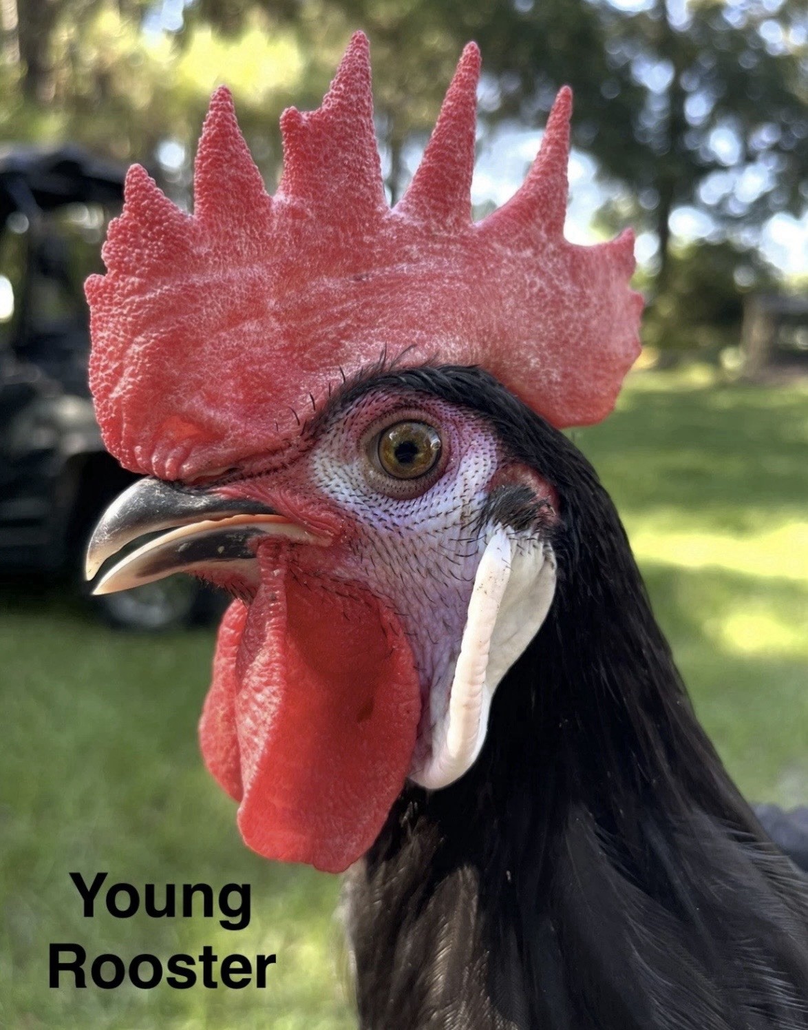 White Faced Black Spanish Hatching Eggs 6+ LF NPIP Certified