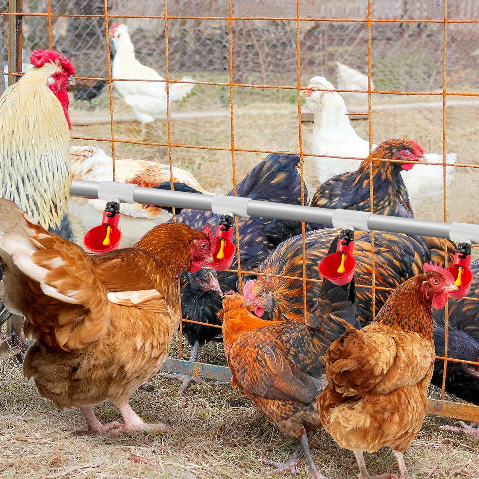 12 Pack Chicken Waterer PVC Tee Fittings - Fully Automatic for Threaded Chick...