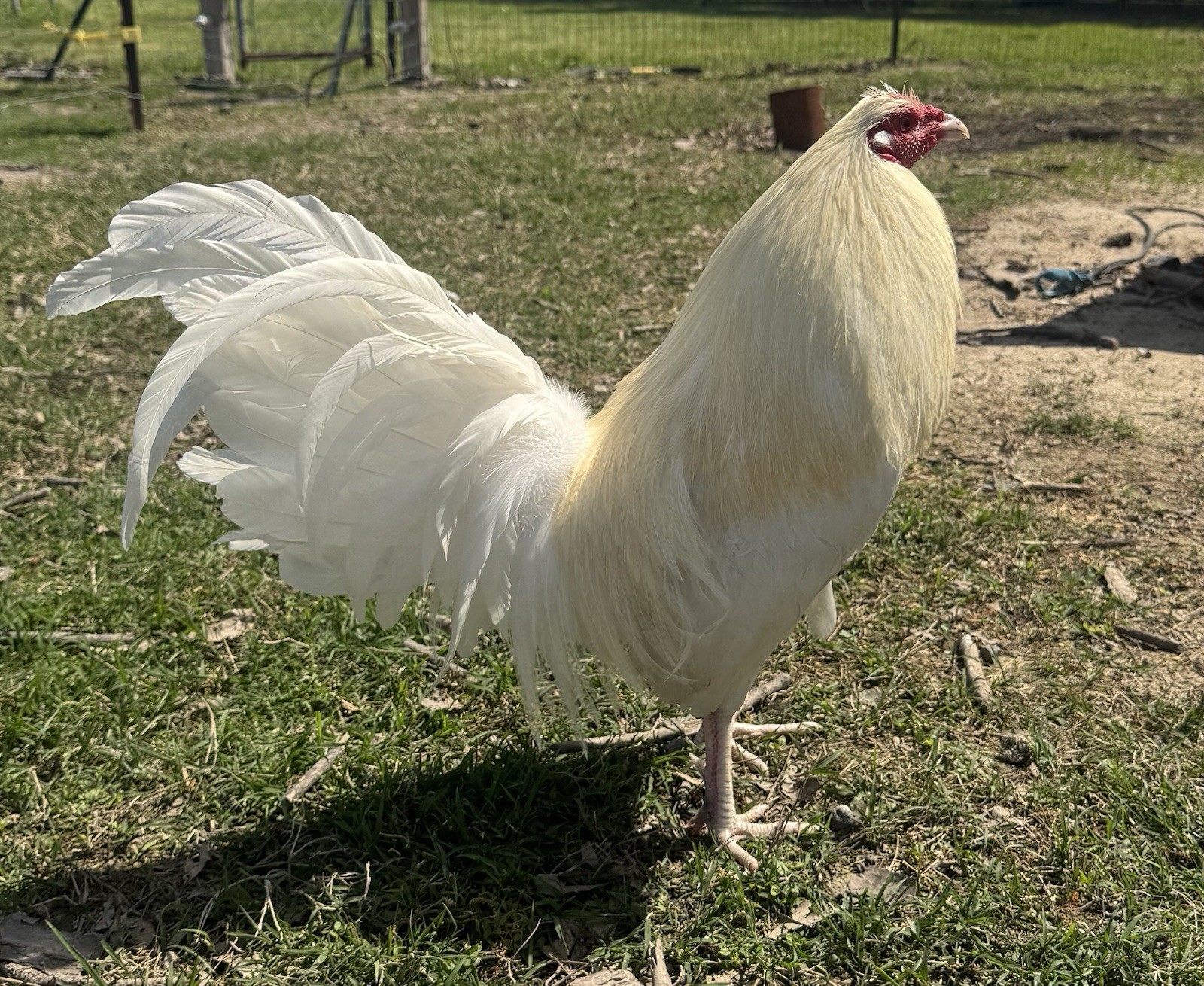 chicken hatching egg