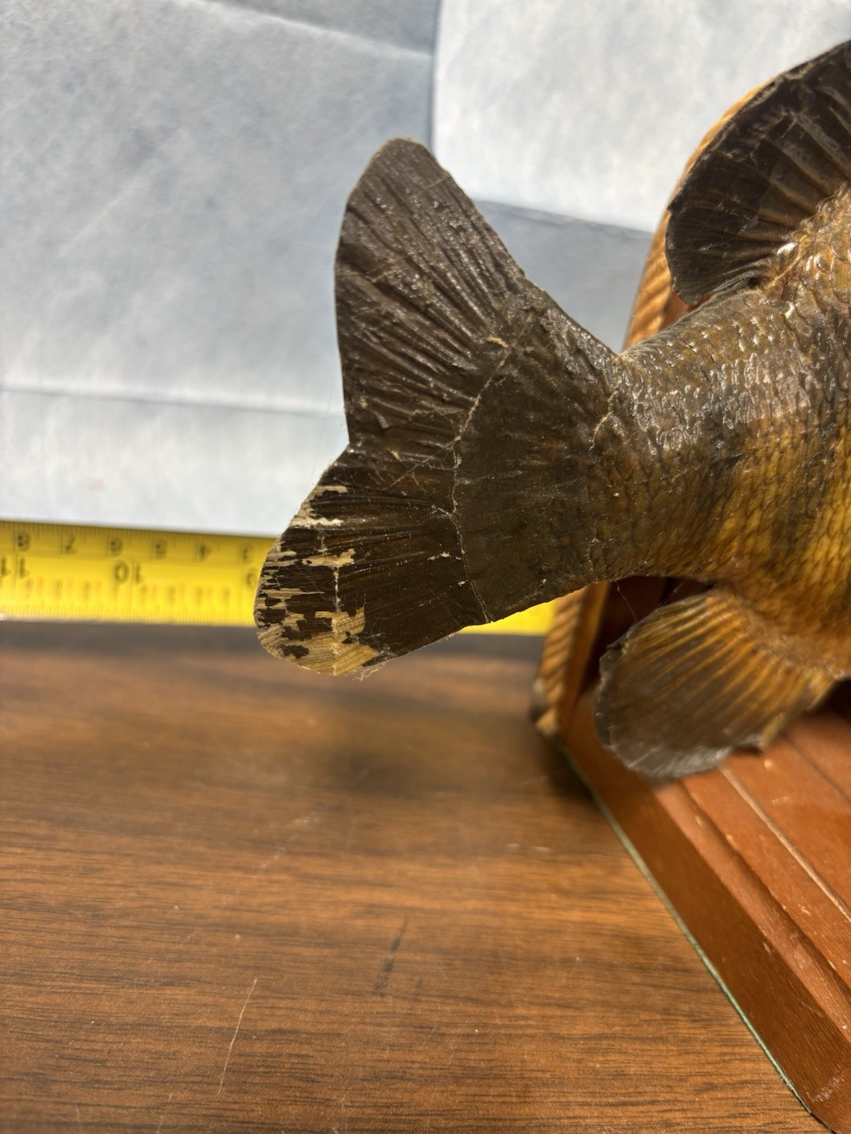 Bluegill Book Ends Fishing Decor