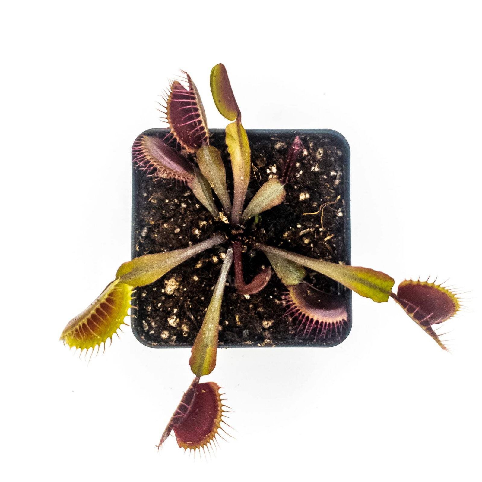 Akai Ryu (Red Dragon) Venus Fly Trap