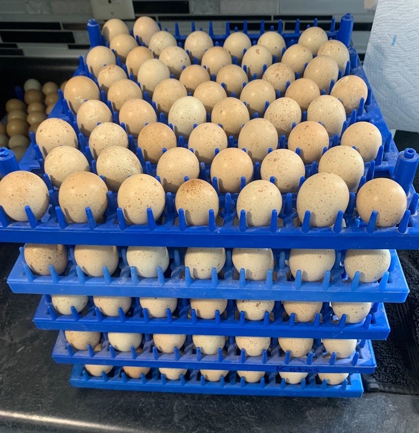 25+ chukar hatching Eggs