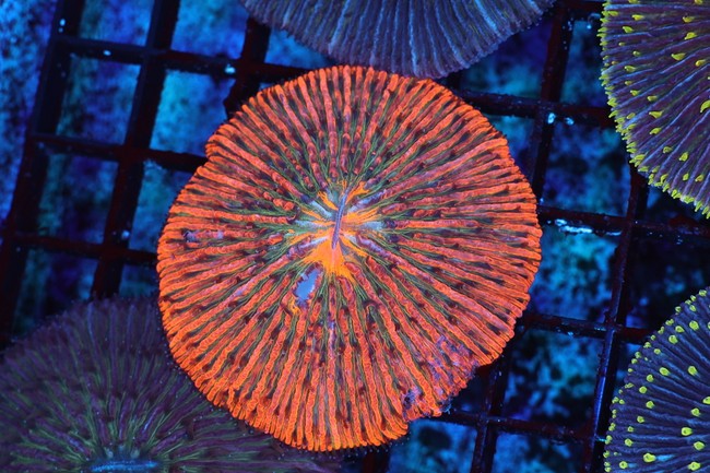 Forest Fire Fungia Plate Coral WYSIWYG - SAQ Coral Farm
