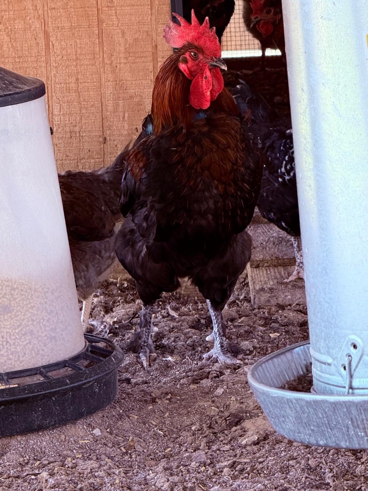NPIP 12+ black copper maran eggs (6-8 range)