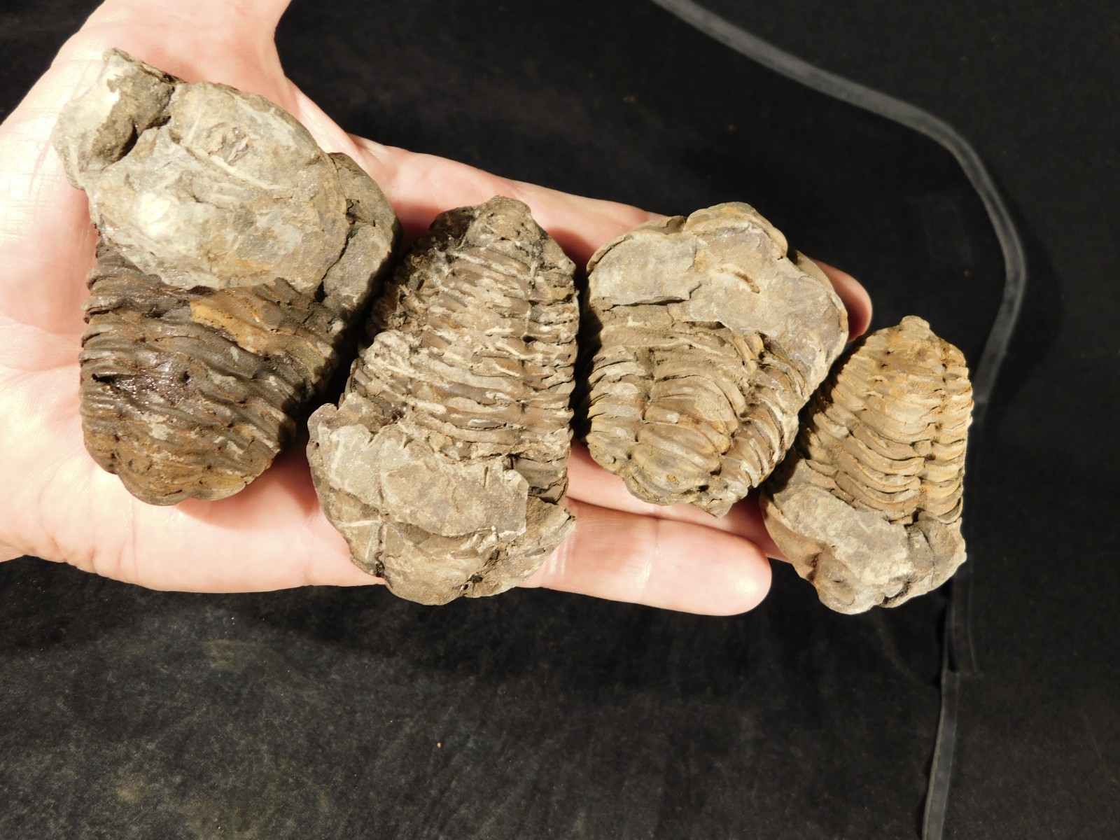 Lot of FOUR! Big 400 Million Year Old Trilobite Fossils Devonian Morocco 340gr